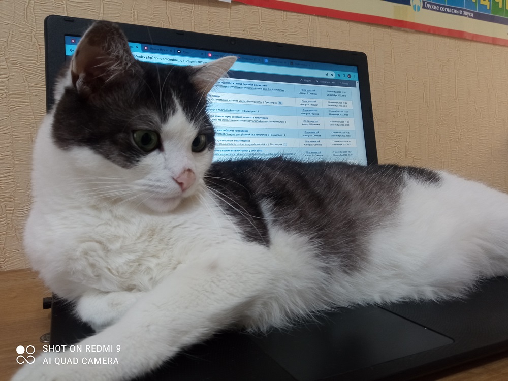 В России хотят ввести обязательную регистрацию домашних животных