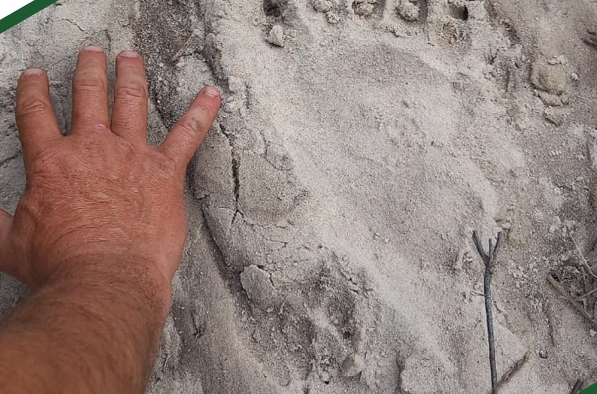 Еще в одном районе Пензенской области заметили следы медведя