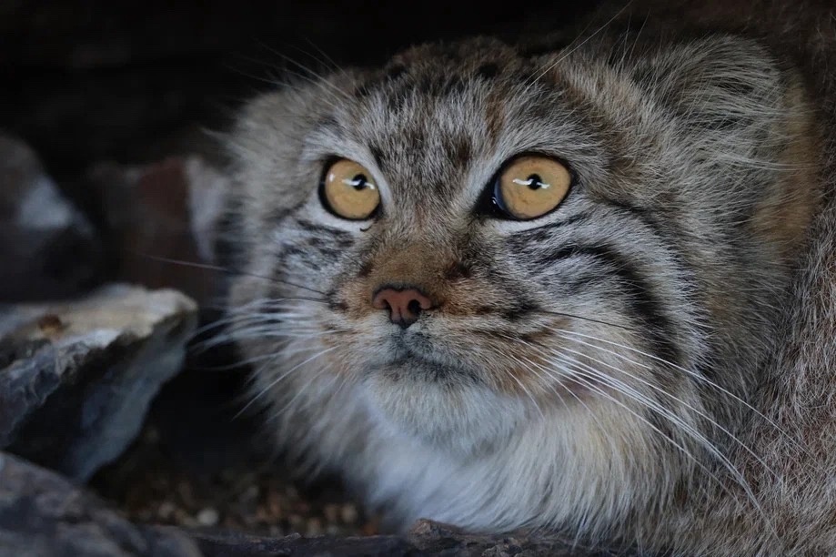 Пензенцам рассказали о похудении к лету манула Тимоши из Московского зоопарка