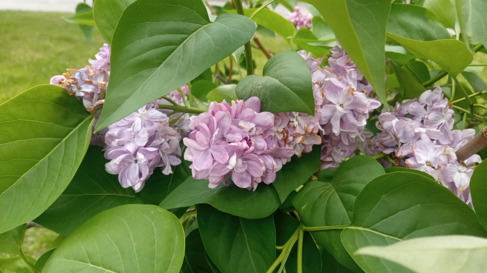 В парке Белинского пензенцы часами стоят в многометровых очередях
