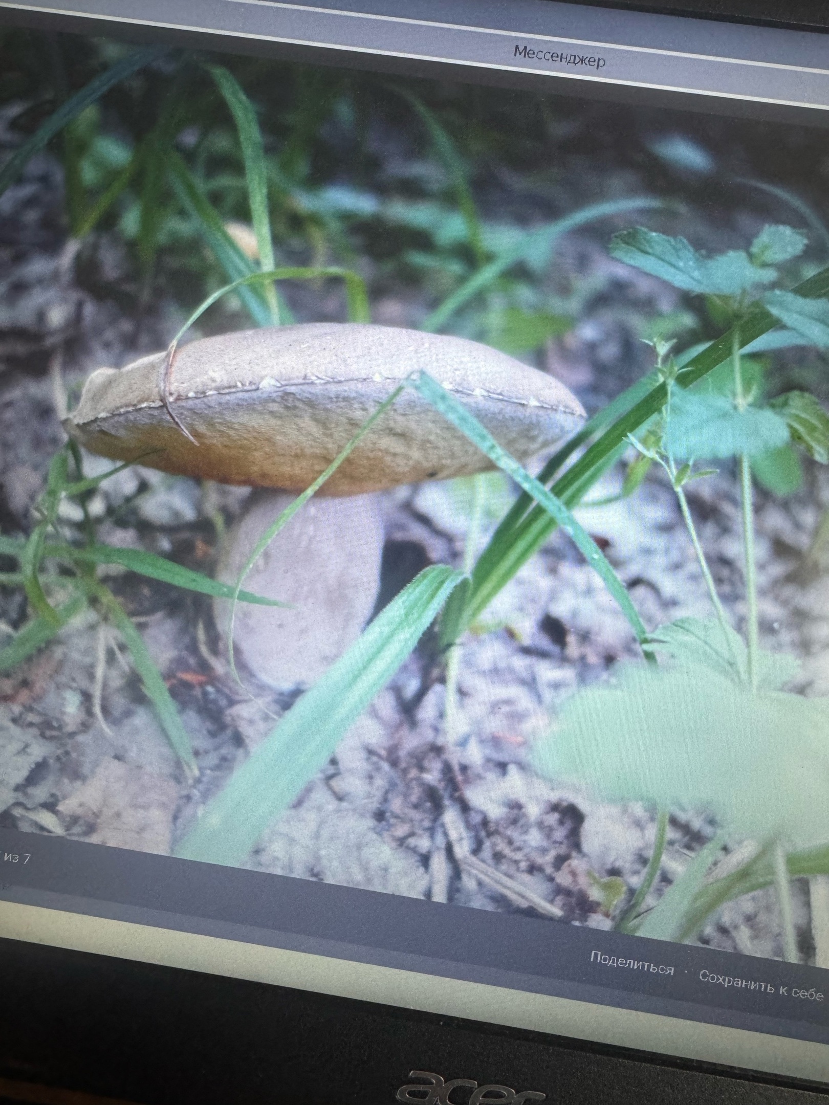 Белые грибы заполонили леса Пензенской области