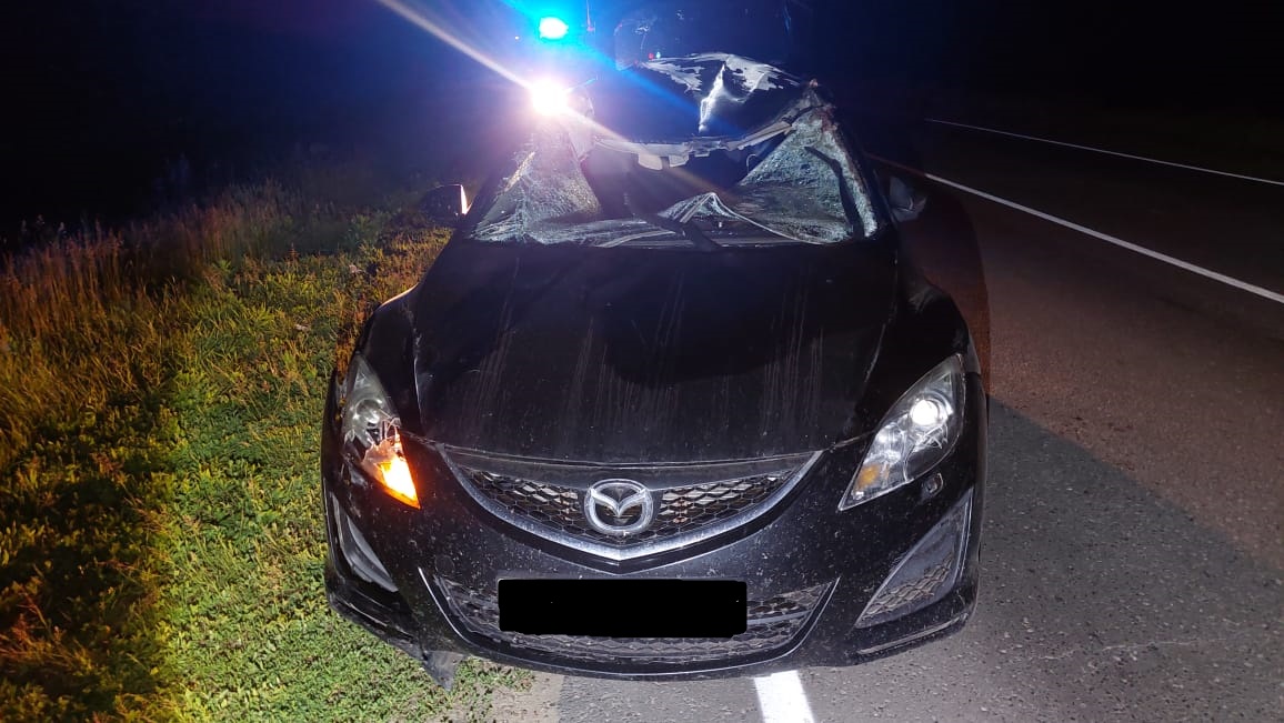 В Пачелмском районе лось проломил лобовое стекло иномарки и погиб