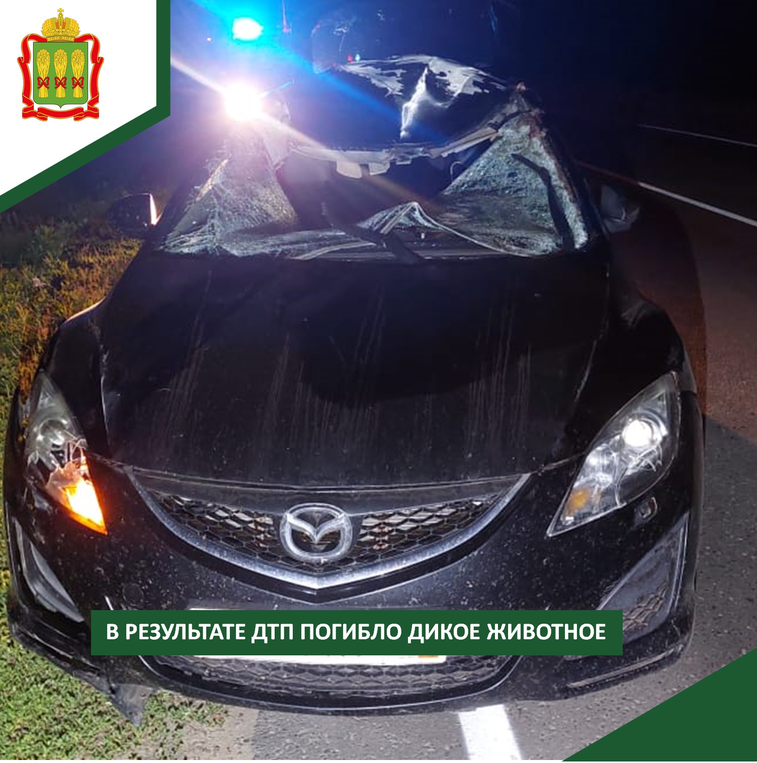 Лось погиб в ДТП в Пачелмском районе