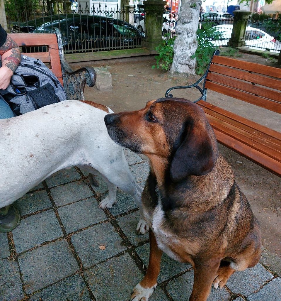 В Сердобске агрессивные собаки задрали кошку-британку и не дают спать жителям