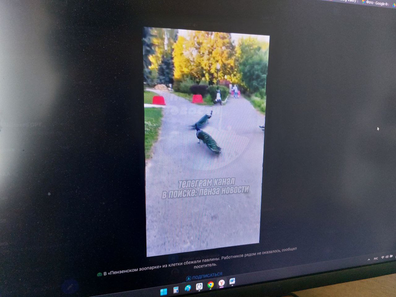 Пензенцы рассказали о сбежавших из зоопарка павлинах