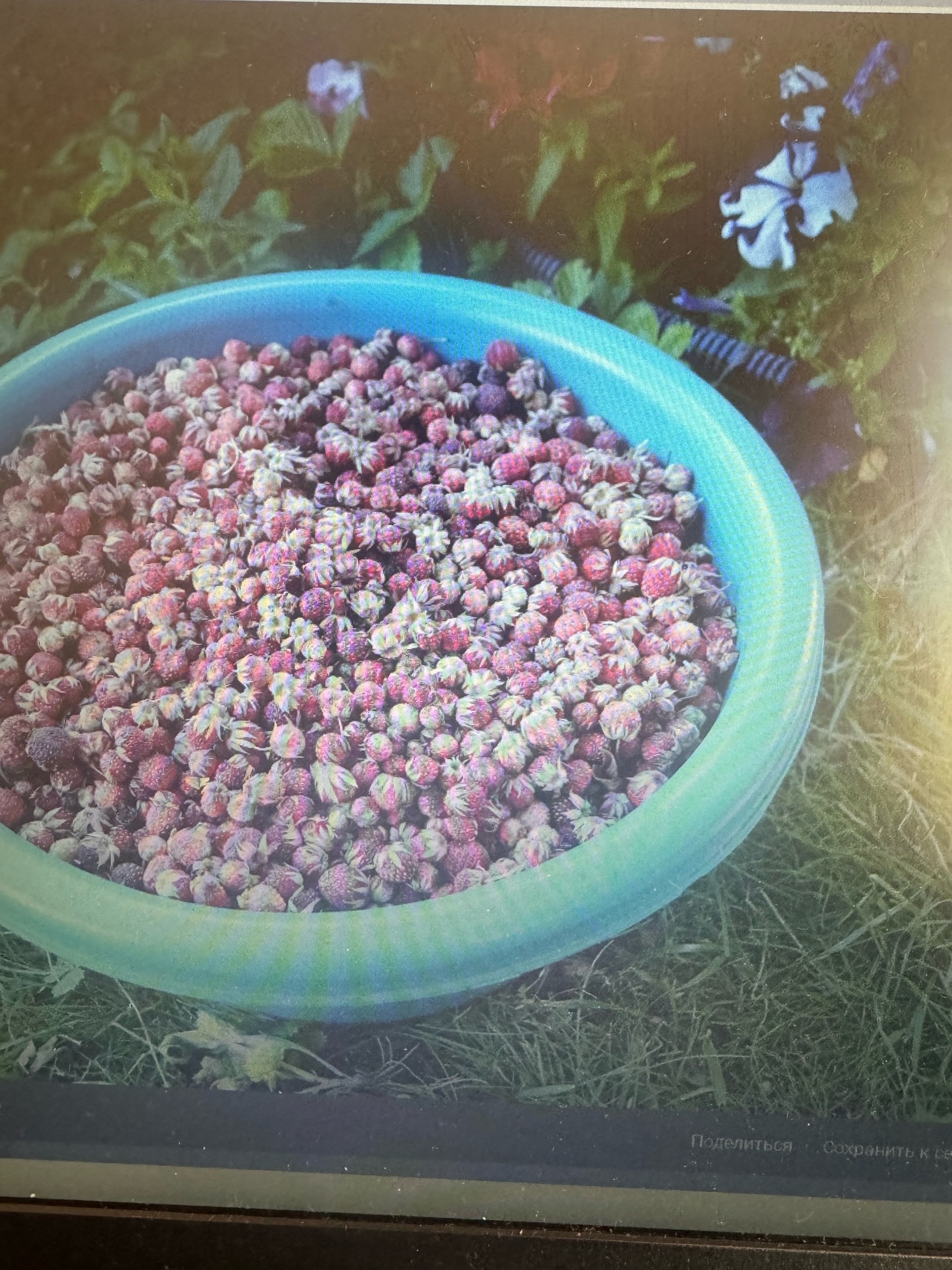 Пензенцы собирают полные корзины лесных ягод