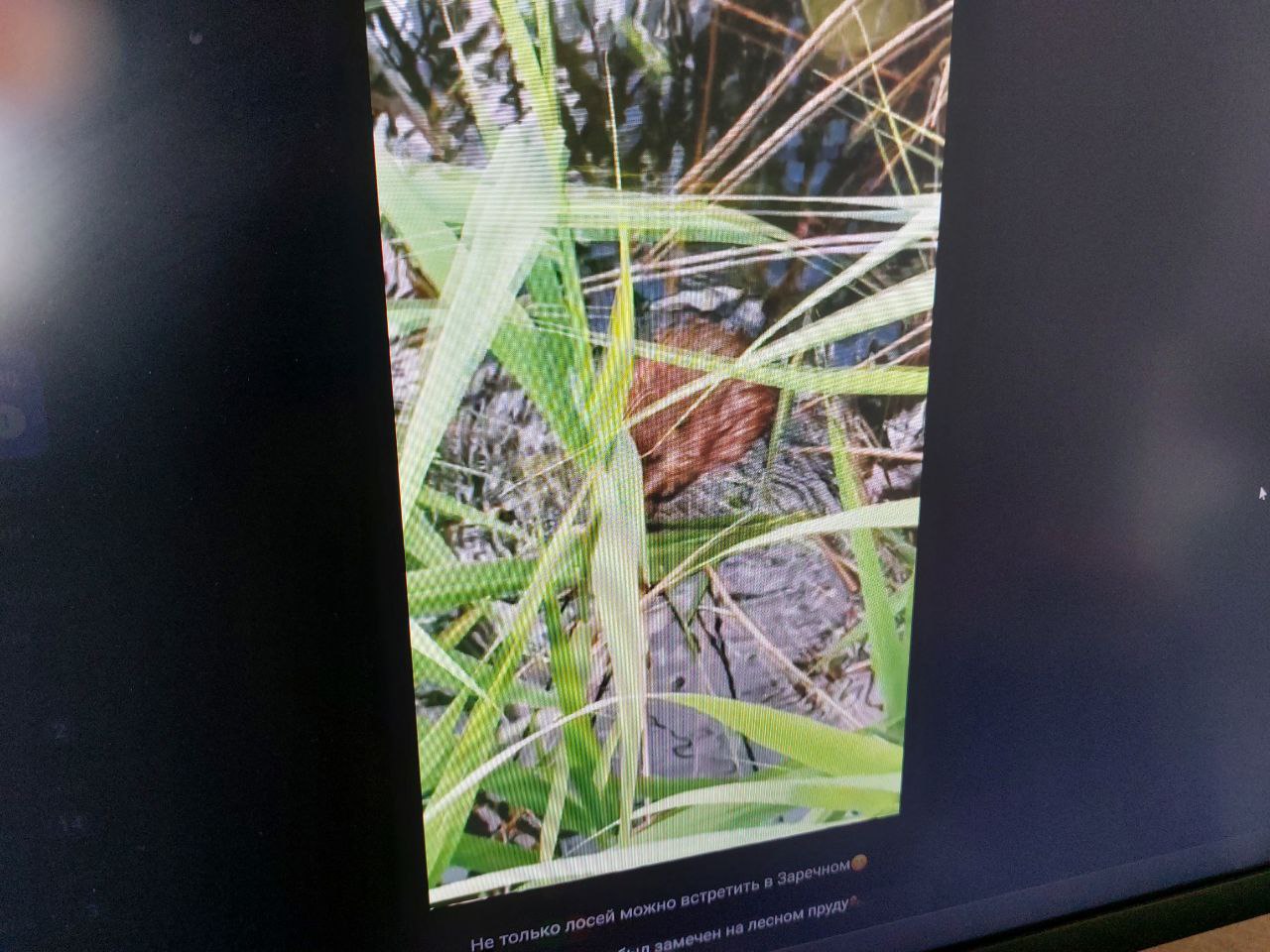 В Заречном жители повстречали необычного обитателя местного пруда