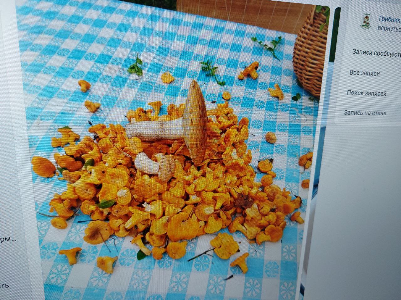 Пензенские грибники в жару ведрами собирают лисички