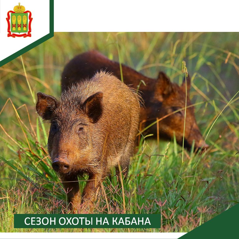В Пензенской области менее чем через неделю откроют сезон охоты на кабана