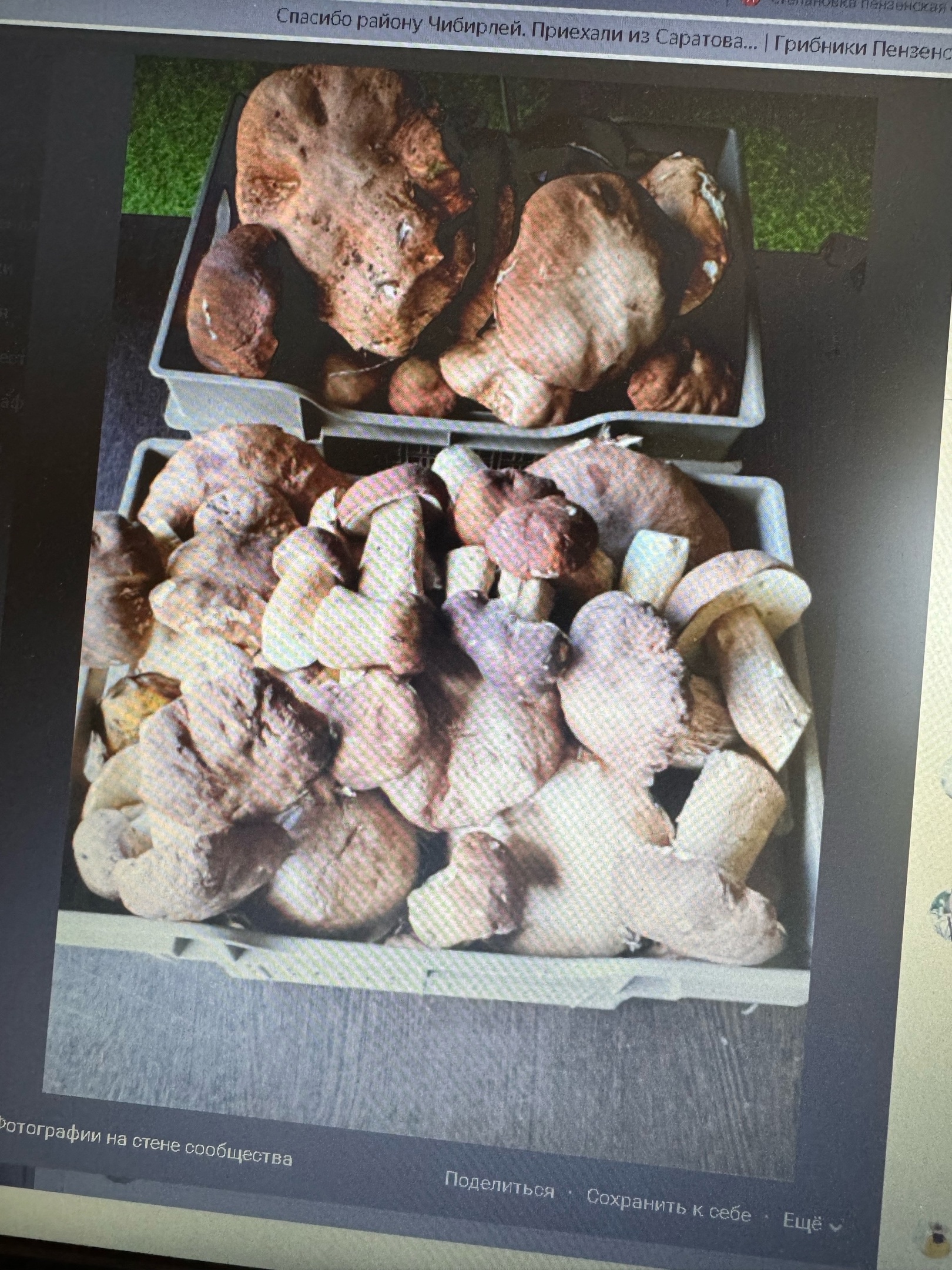 После дождей пензенские леса засыпало грибами