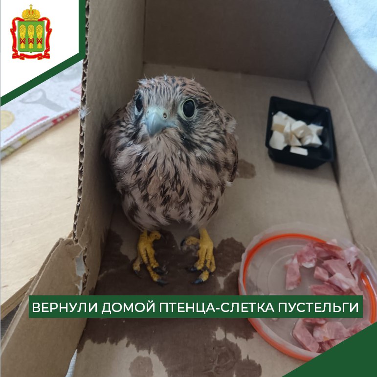 В Терновке пензенцы нашли птенца пустельги