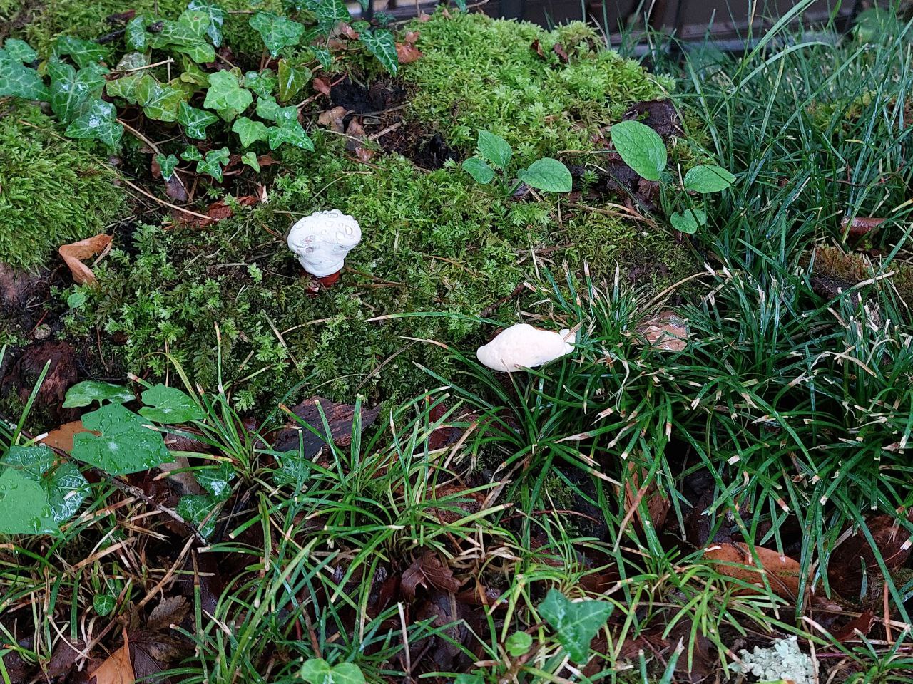 Грибники из Пензенской области рассказали, где искать белые грибы