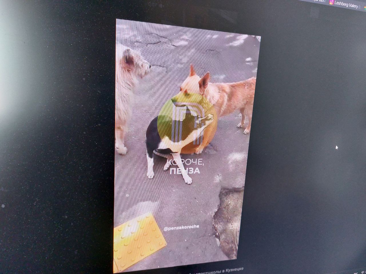 В Кузнецке бездомные собаки нападают на детей у спортшколы