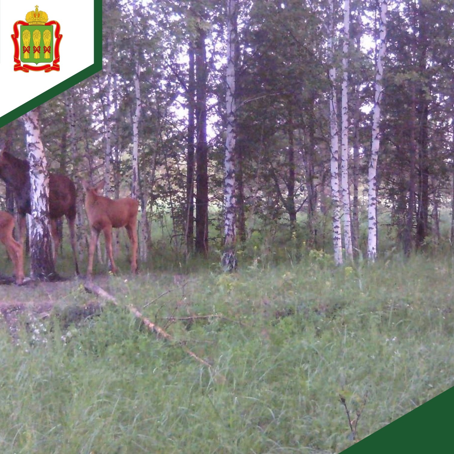 Лосиная семья запечатлена фотоловушкой в Земетчинском районе