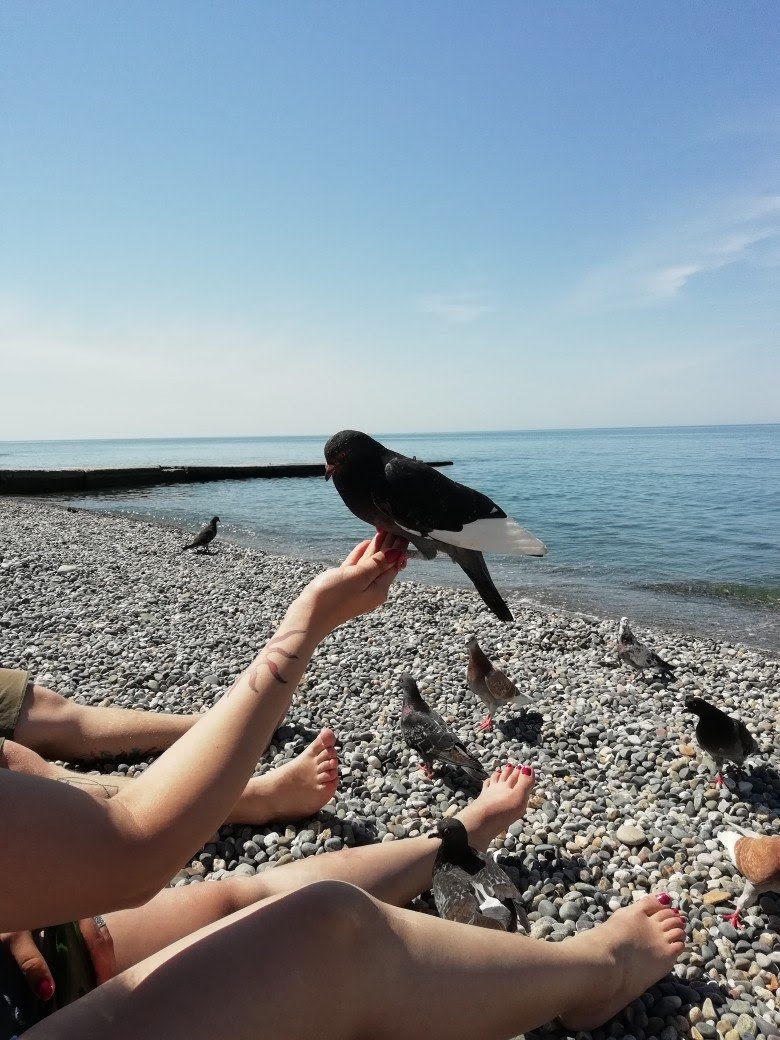 Инфекционист предупреждает пензенцев: кормить голубей с рук опасно