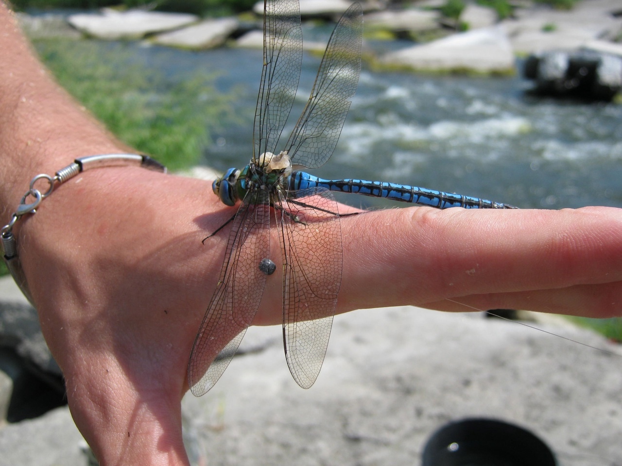 В Пензе в парке Белинского раздавили краснокнижного жука