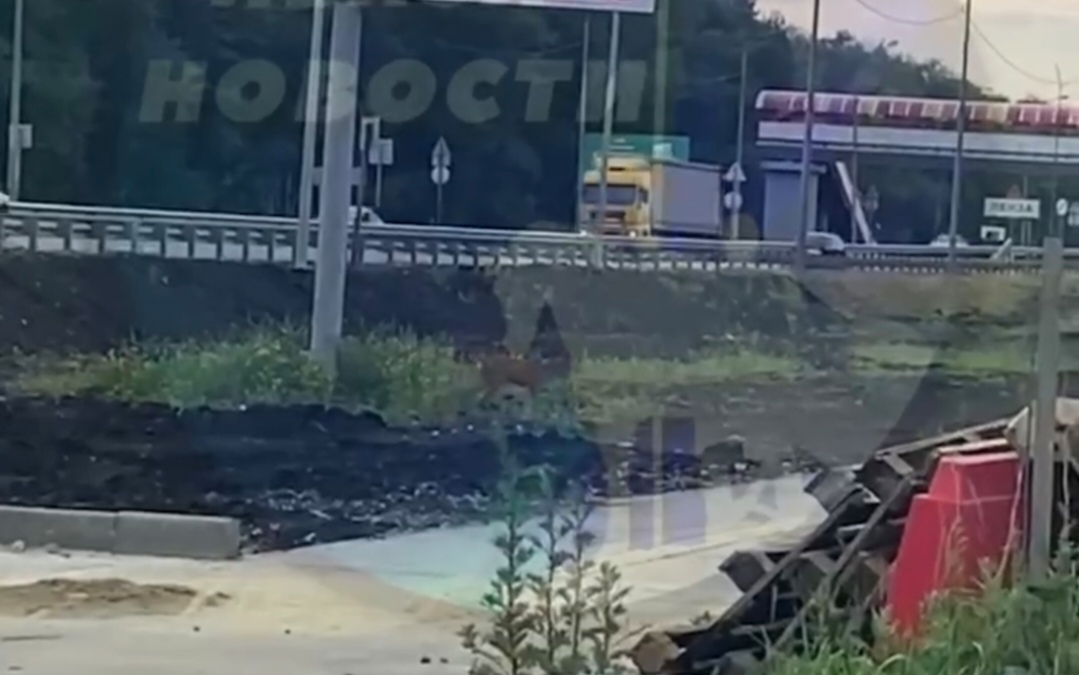 Жители Арбеково кормят блудную косулю и просят отправить ее в лес