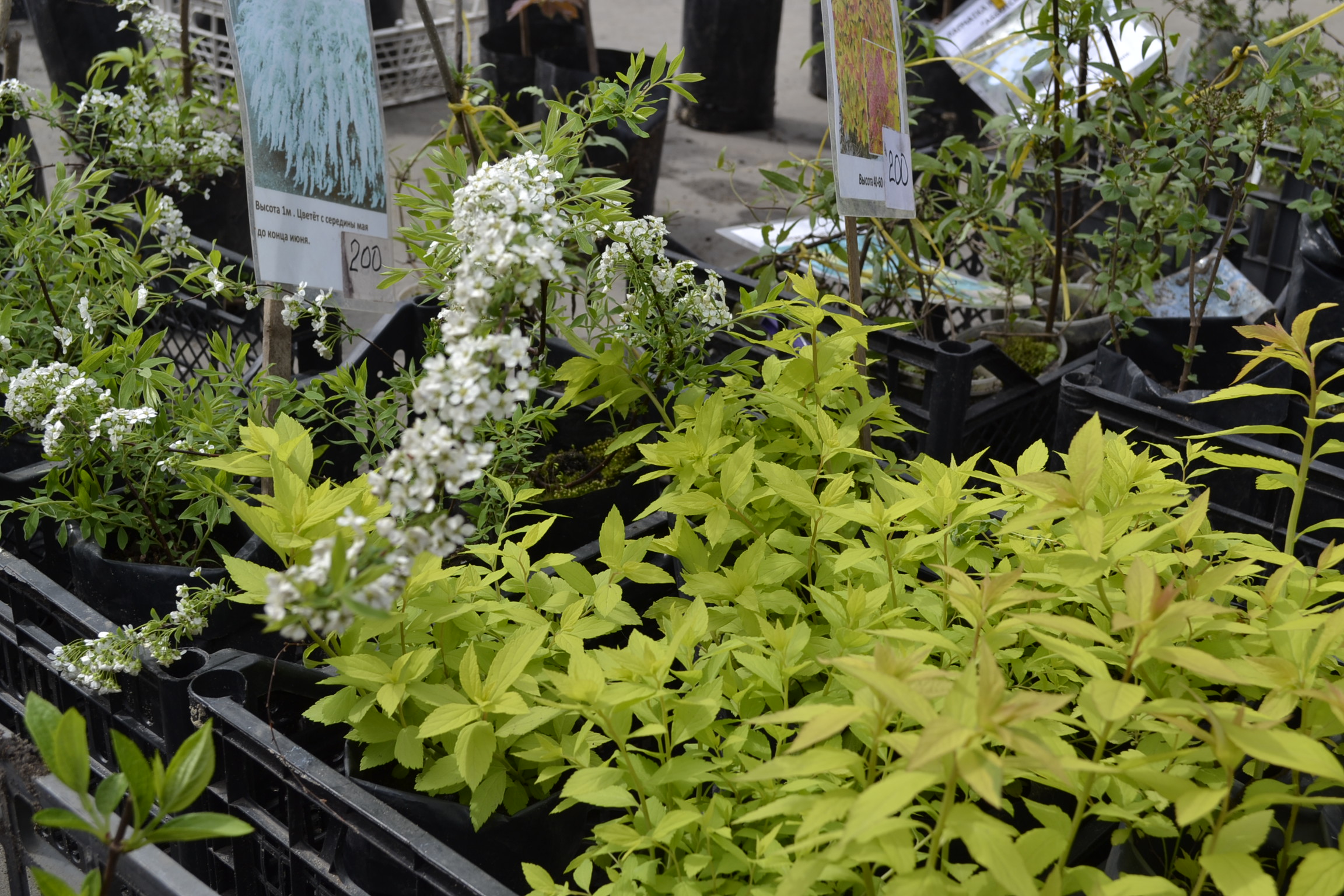 В Пензенской области сахарной свеклы засеяли больше, чем других культур