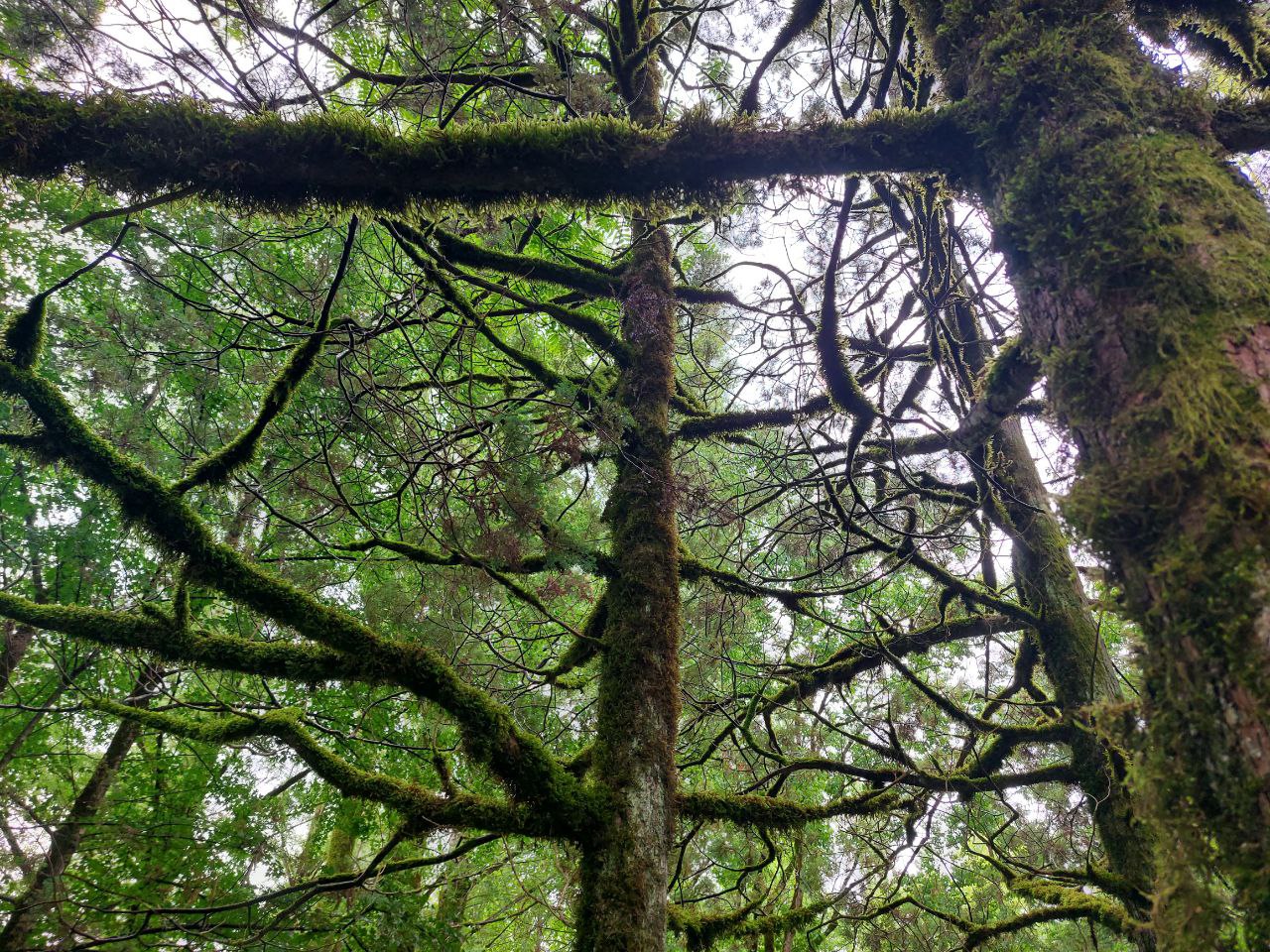 Жителей Заречного возмутило уничтожение 138 здоровых деревьев