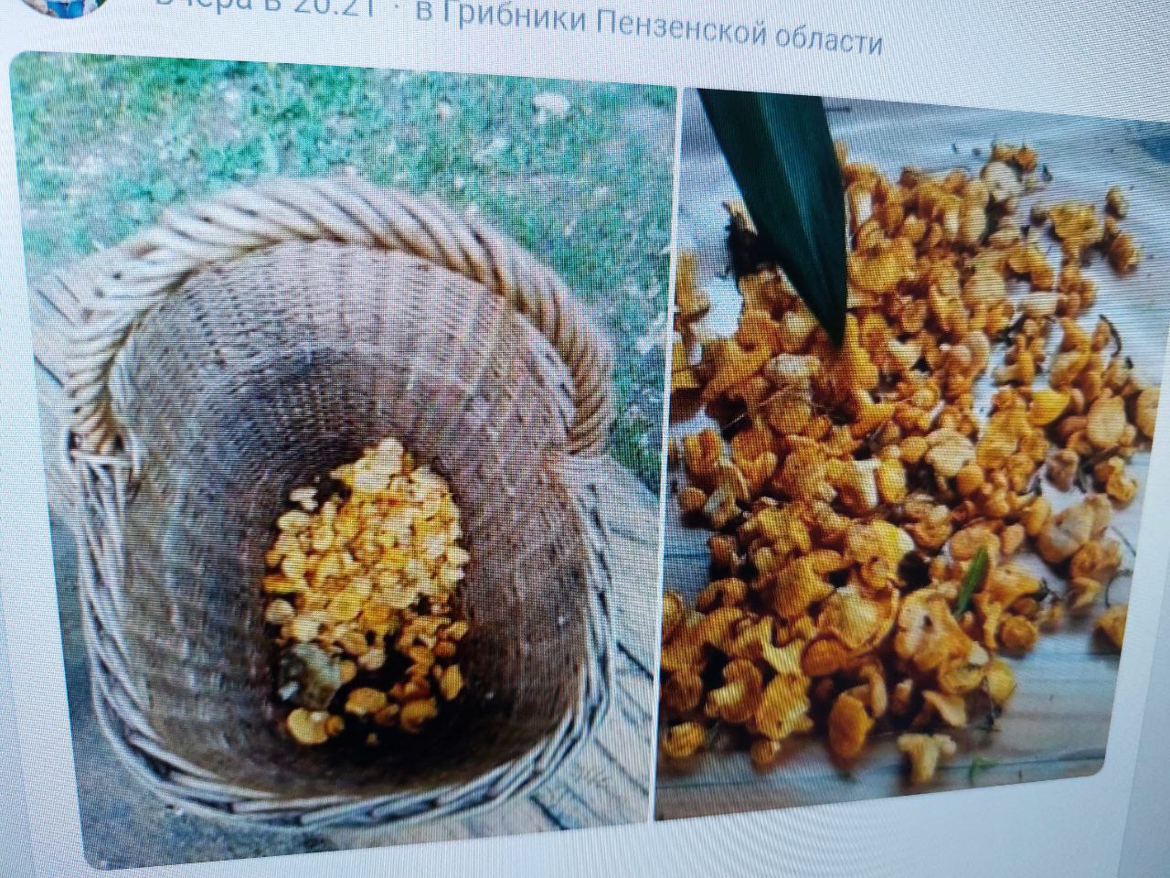 Лисички в Пензенской области: грибники уже нашли первый урожай