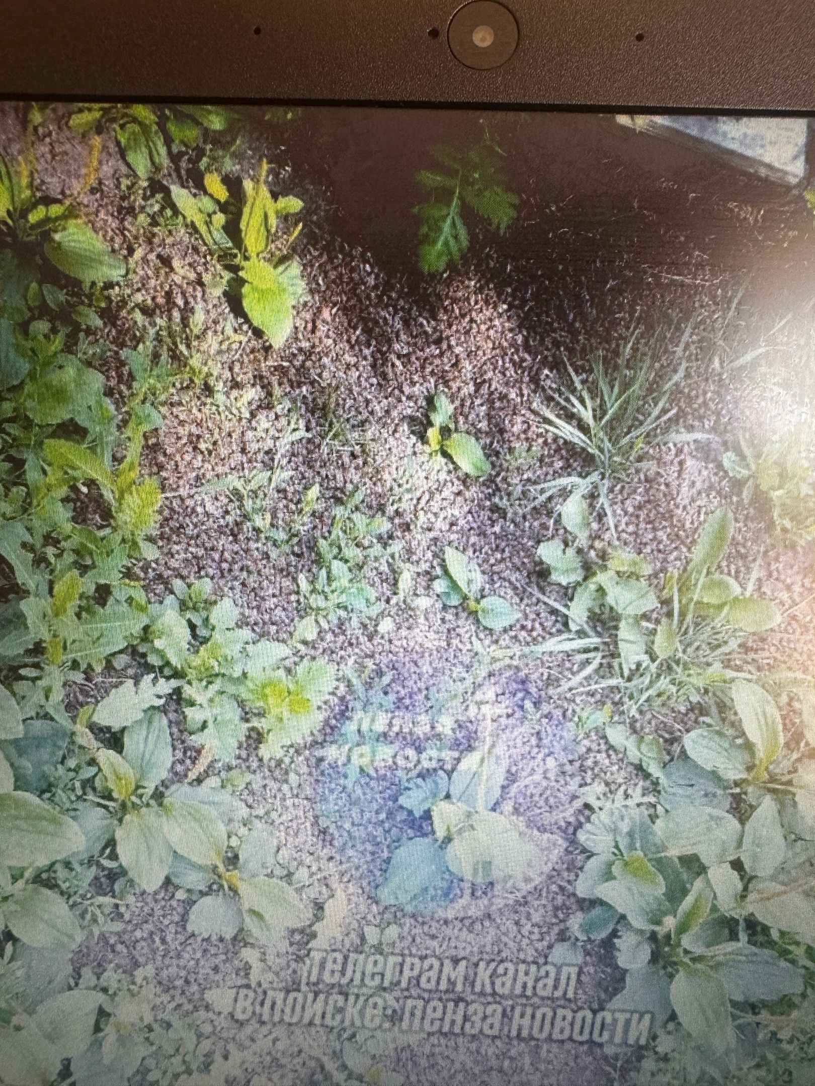 Трагедия в Сердобском районе: тысячи пчел погибли от отравления.