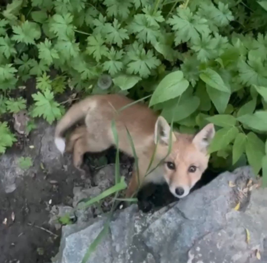 В Городищенском районе два лисенка вышли к роднику и пообщались с жителями