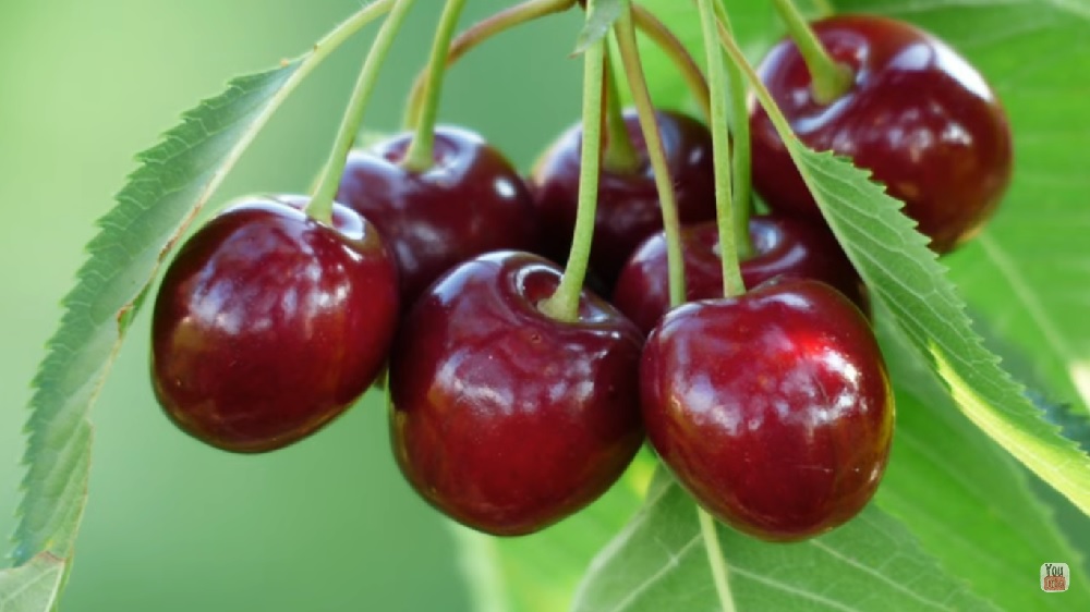 В пензенском Роспотребнадзоре рассказали, как не прогадать при покупке черешни