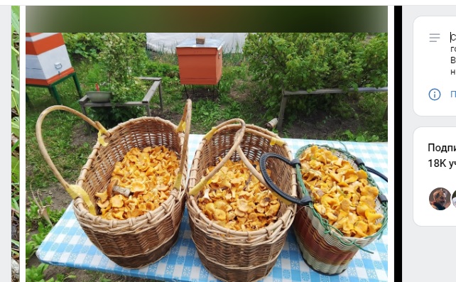 Грибники собирают корзины лисичек в кузнецких лесах