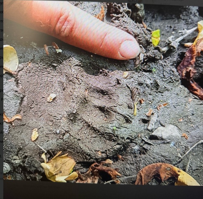 Пензенские грибники рискуют встретить медведя в лесах