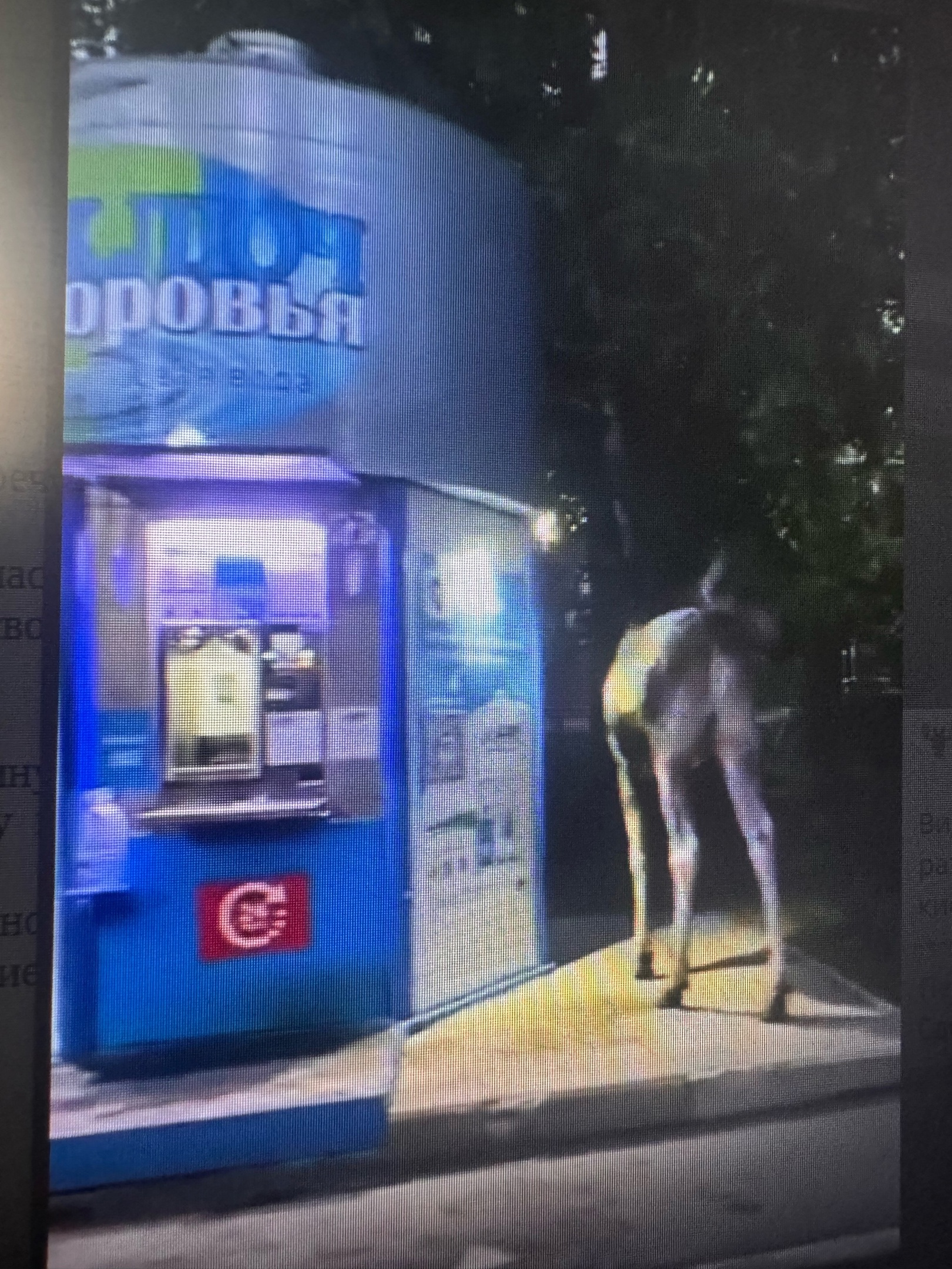 Лось-горожанин: в Заречном дикое животное заглянуло в киоск с водой