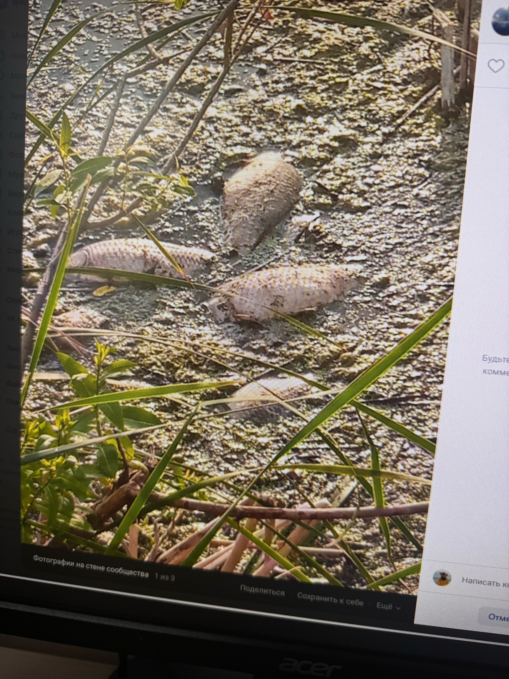 Пензенцы не смогли провести время у реки из-за мертвой рыбы