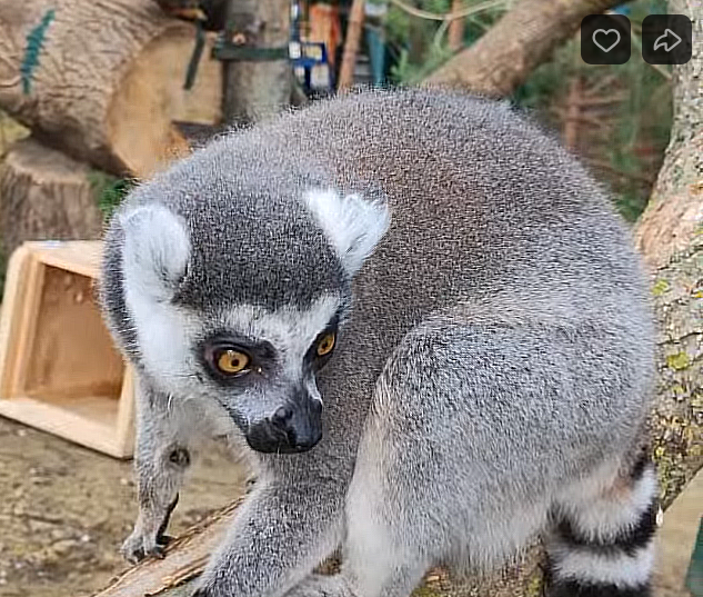 В Пензенском зоопарке лемуров перевели в новый вольер