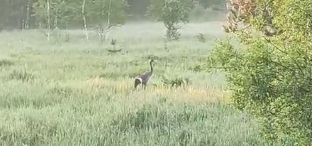 Сотрудники пензенского Минлесхоза случайно сняли на камеру редкого журавля