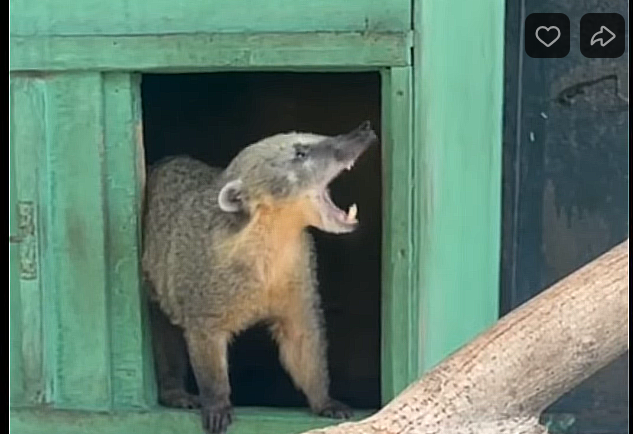 В Пензенском зоопарке появилась пара носух
