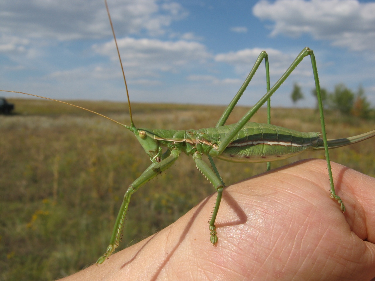 Энтомологи говорят о необходимости создания ООПТ в Пензенской области