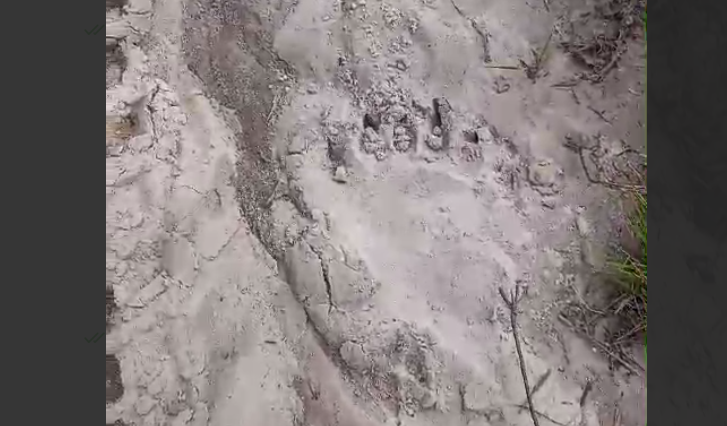 В двух районах Пензенской области нашли места обитания медведей