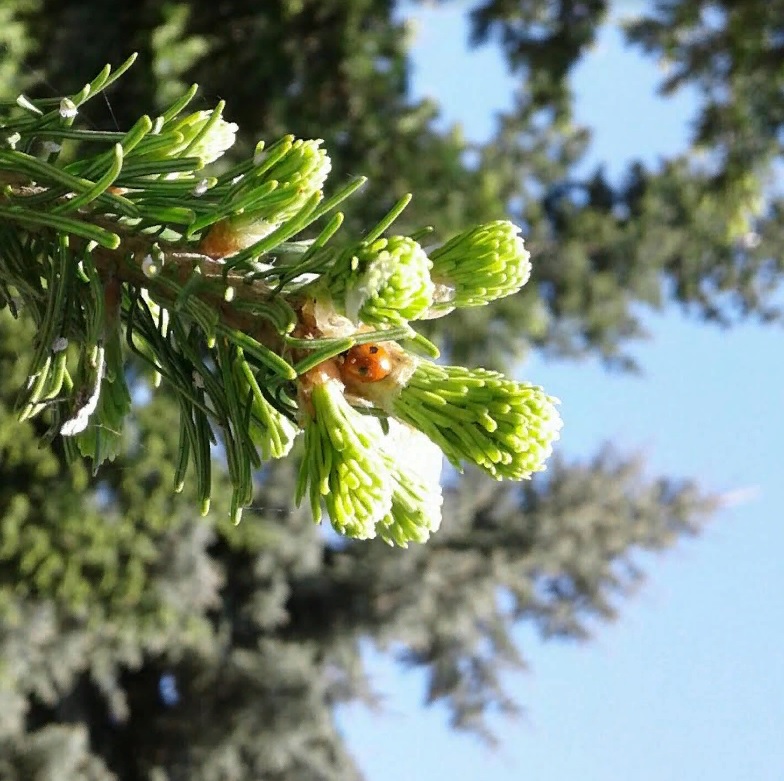 Июль может стать самым жарким месяцем лета 2024