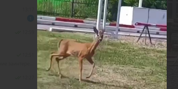 Жители Арбеково сообщают о поселившейся на заправке косуле