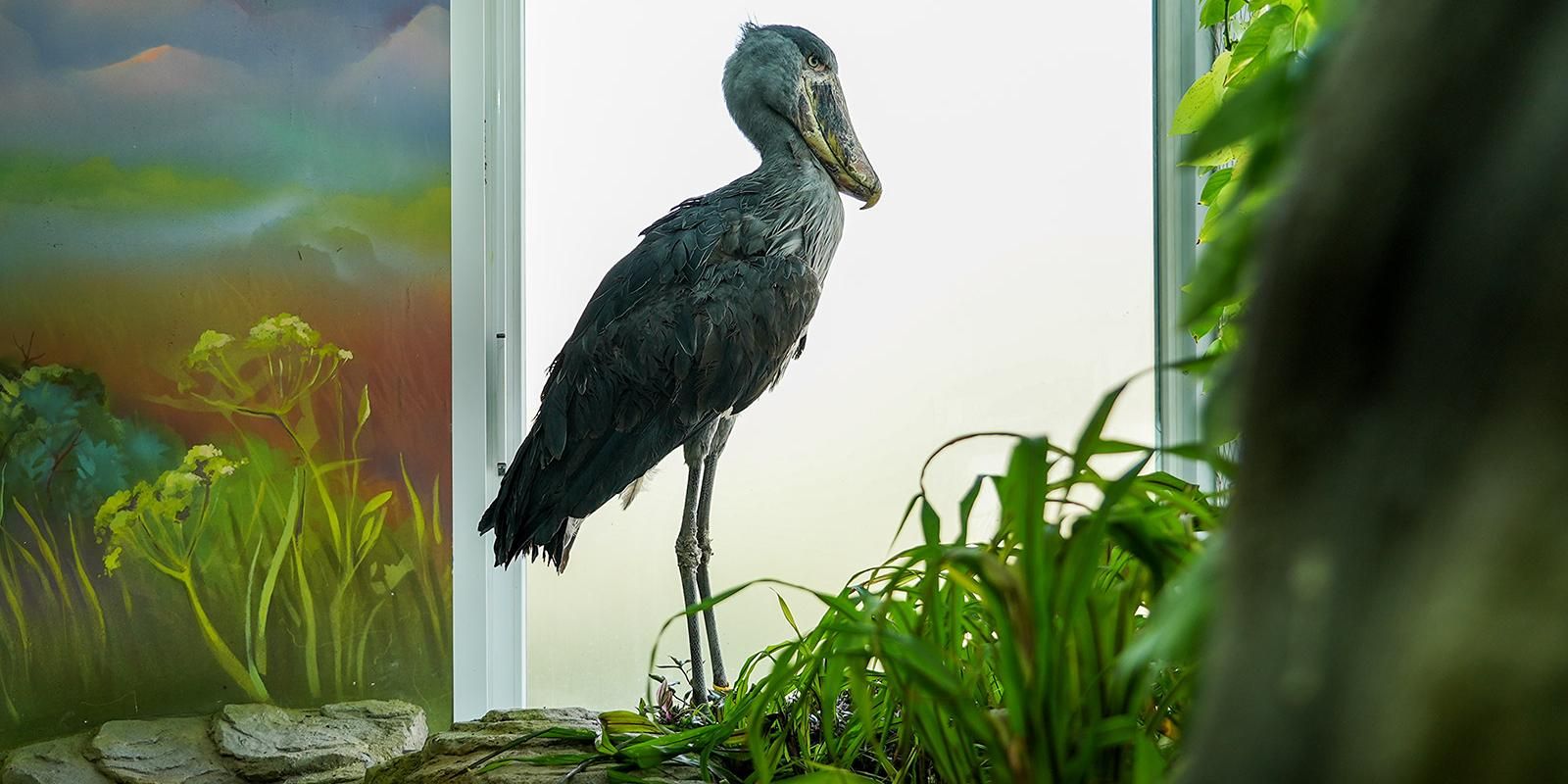 Пензенцы смогут увидеть редких африканских китоглавов в Московском зоопарке