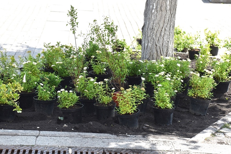 В Пензе у лип на Московской появятся многолетние зеленые соседи