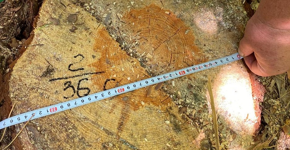 Ущерб от незаконной рубки в Чаадаевском лесничестве составил 630 тысяч рублей