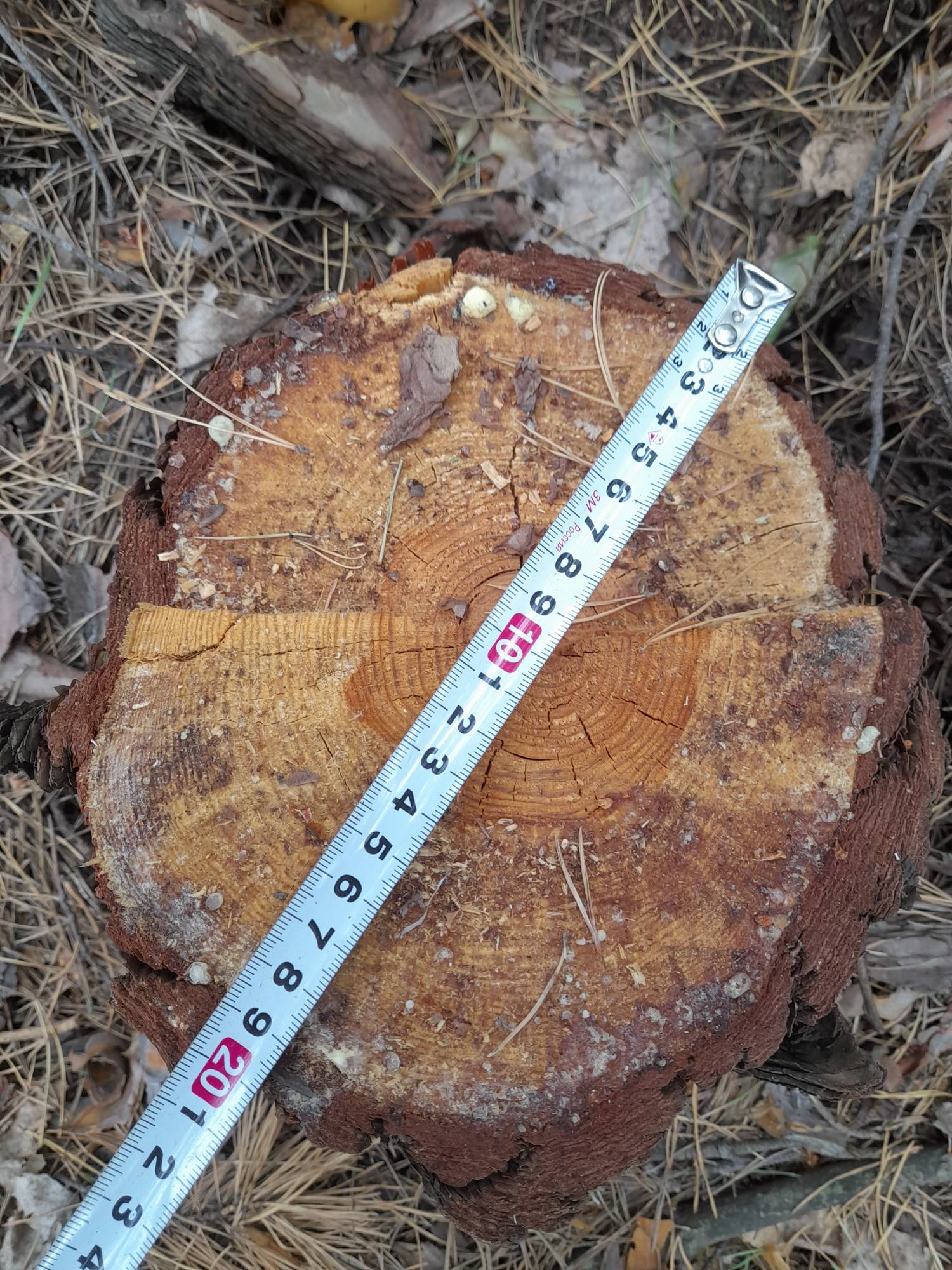 В Пензенской области ищут виновных в уничтожении сосен и берез