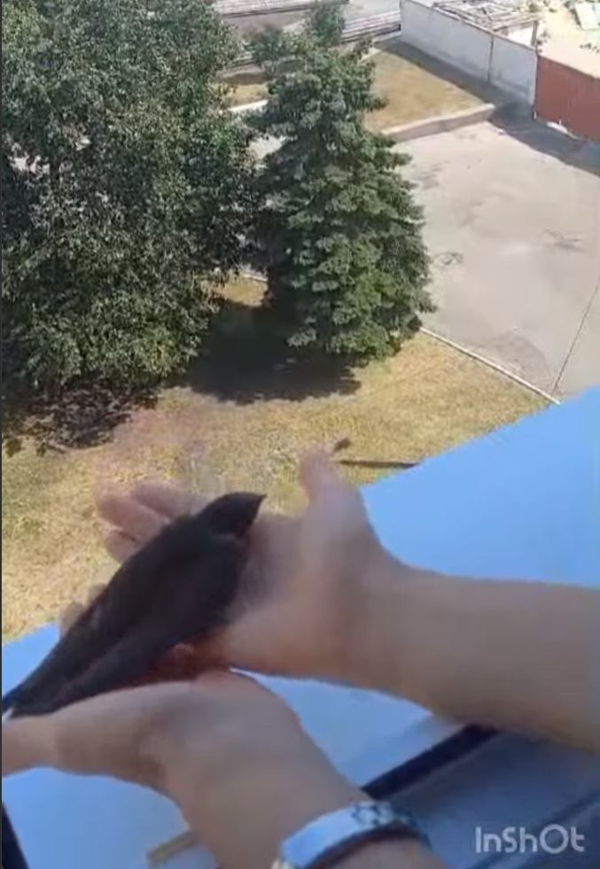 В Пензе медики больницы Бурденко спасли птицу, умирающую от жары