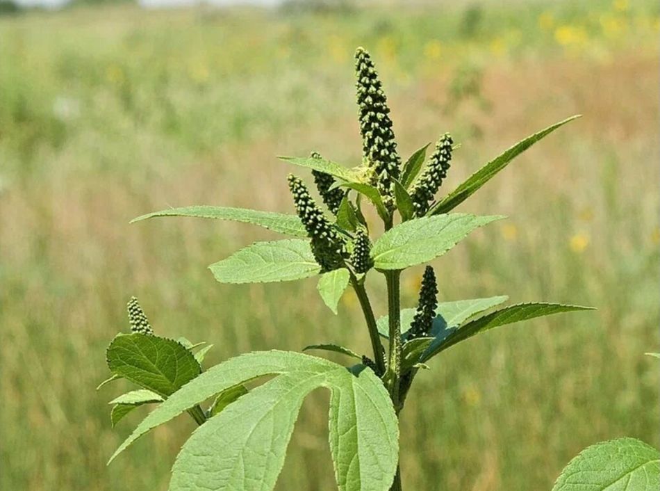 В Пензенской области ввели карантин из-за опасного сорняка