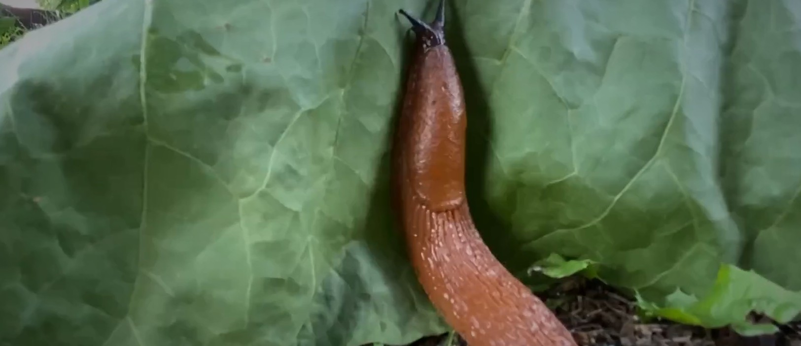 Пензенских дачников предупредили о слизнях, уничтожающих урожай