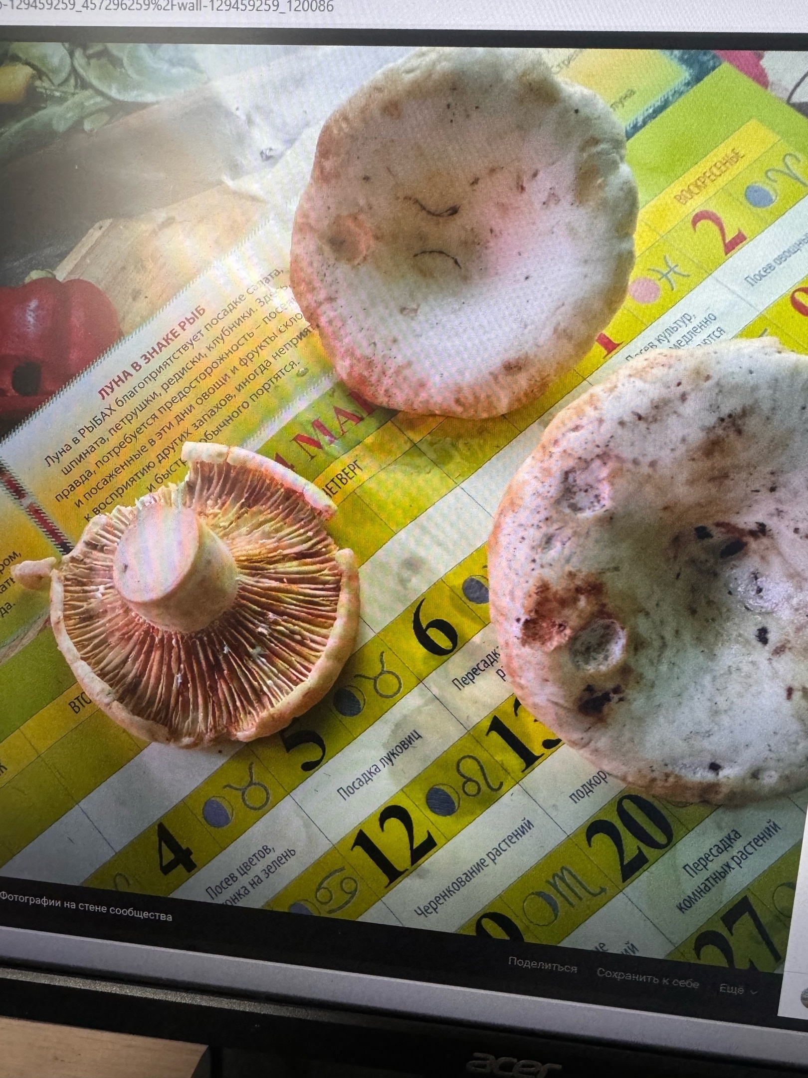 Пензенцы обсуждают необычные грибы, найденные в лесах региона