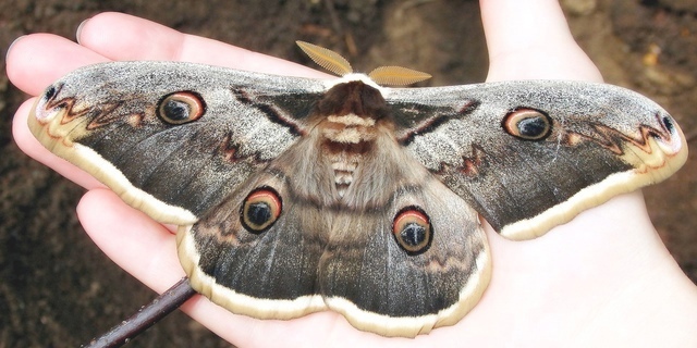 Пензенцев просят фотографировать редких бабочек