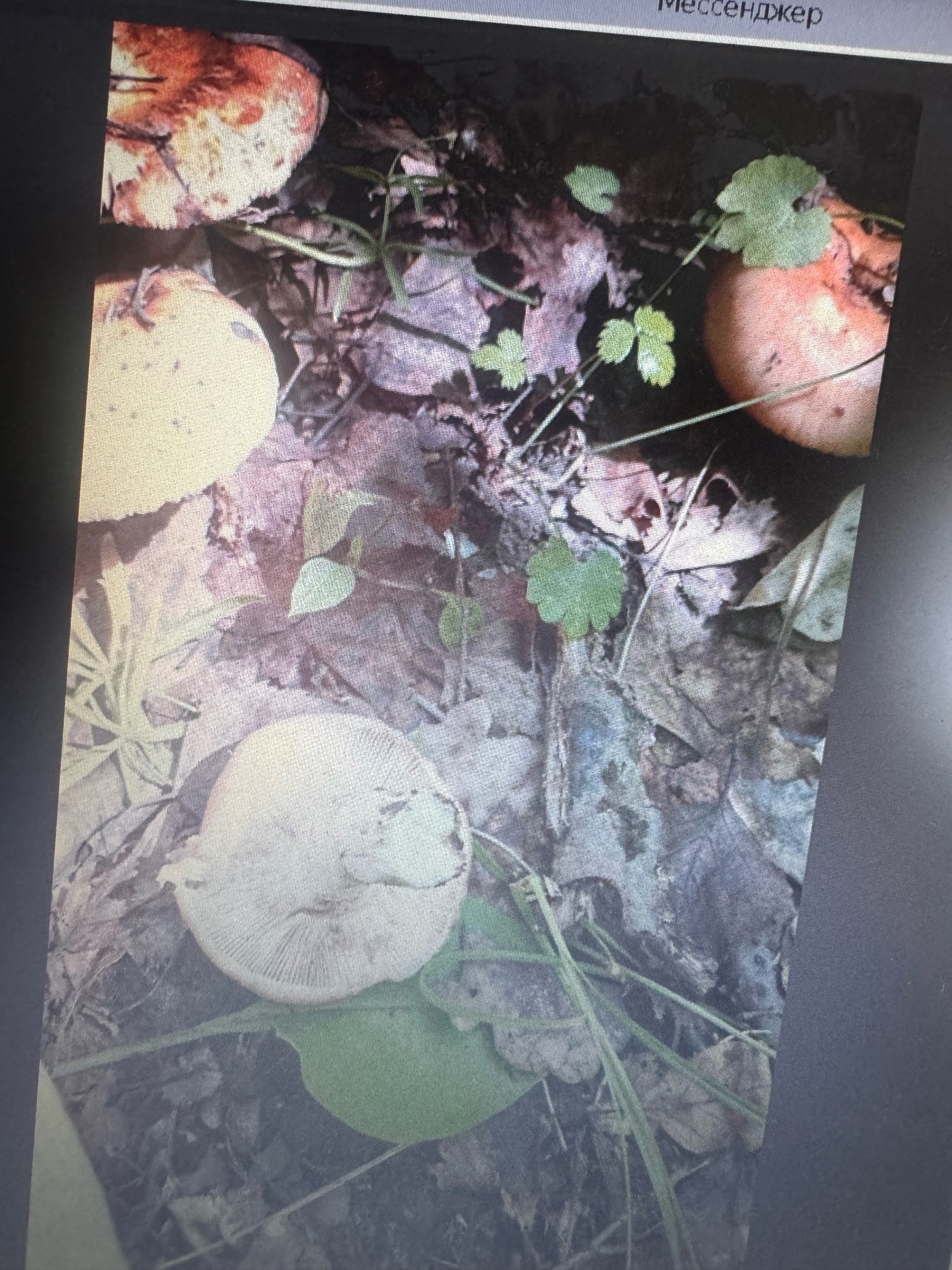 Пензенцы обнаружили неизвестные грибы в местных лесах