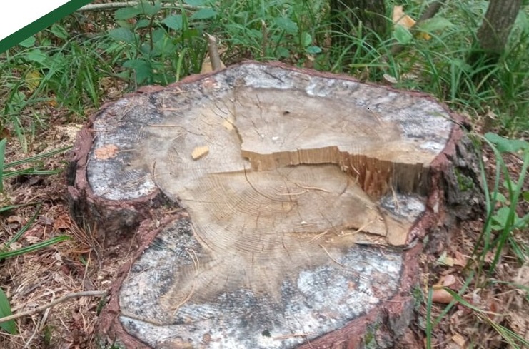 В Пензенской области полиция разберется в незаконной рубке сосен и берез