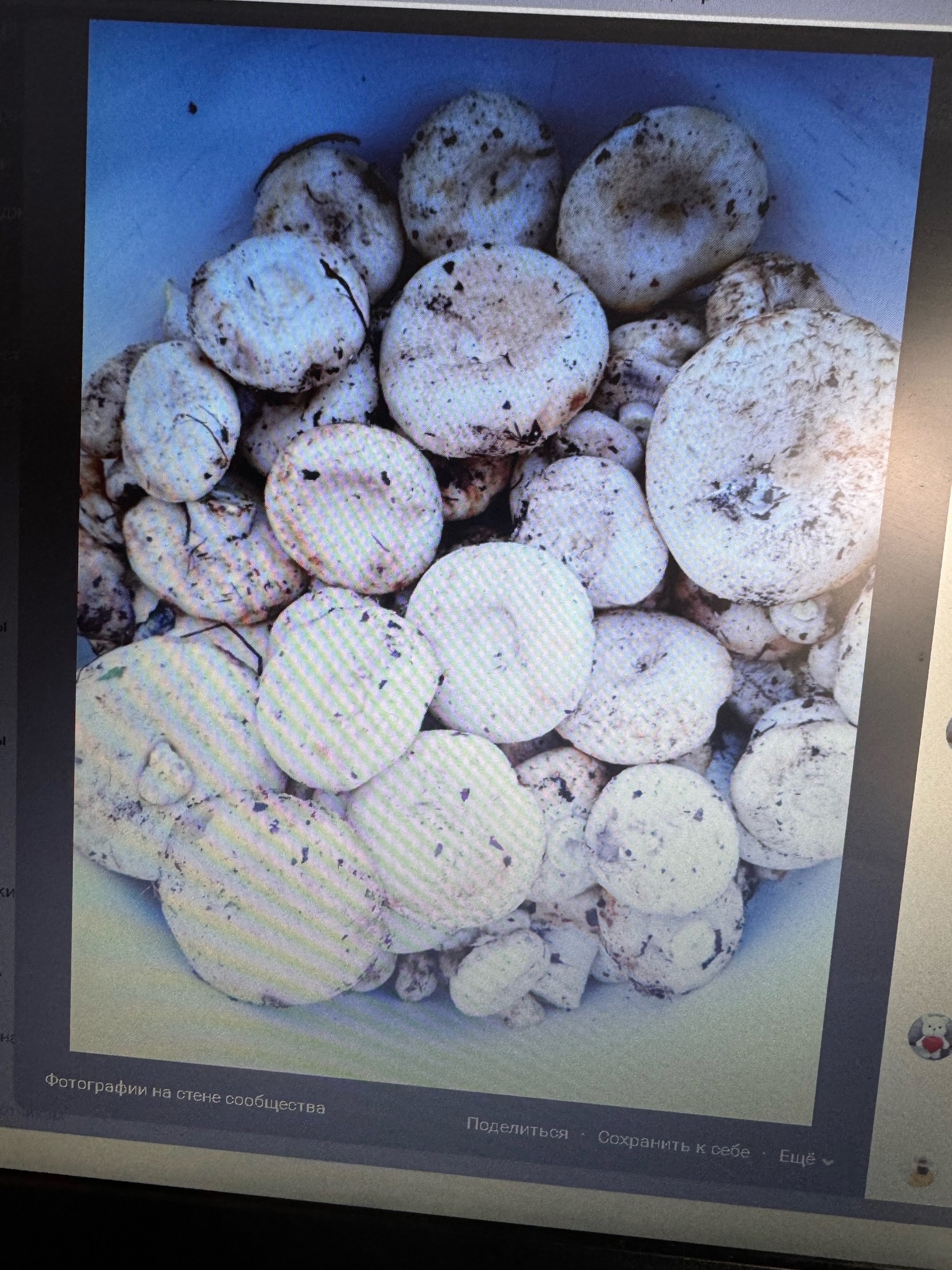 Пензенские леса радуют первыми груздями